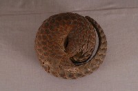 臺灣鯪鯉藏品圖，第5張